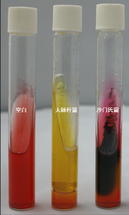 VRBA內(nèi)的紅色小菌落，有可能是沙門氏菌？