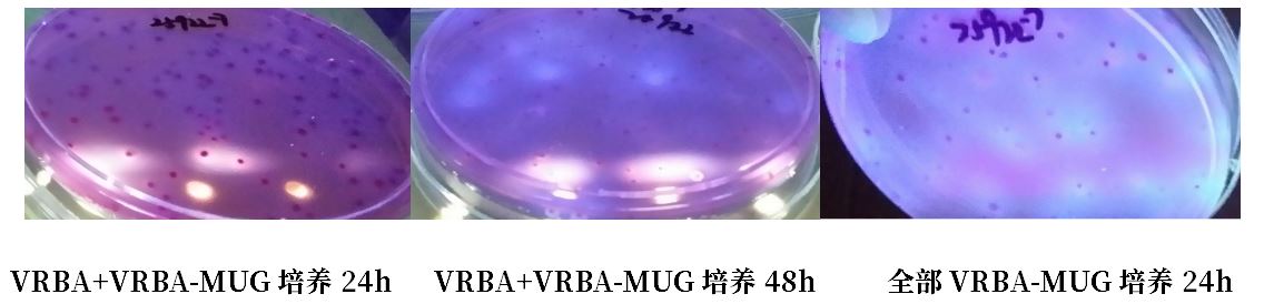 GB 4789.38－2025《食品安全國(guó)家標(biāo)準(zhǔn)　食品微生物學(xué)檢驗(yàn)　大腸埃希氏菌計(jì)數(shù)》解讀