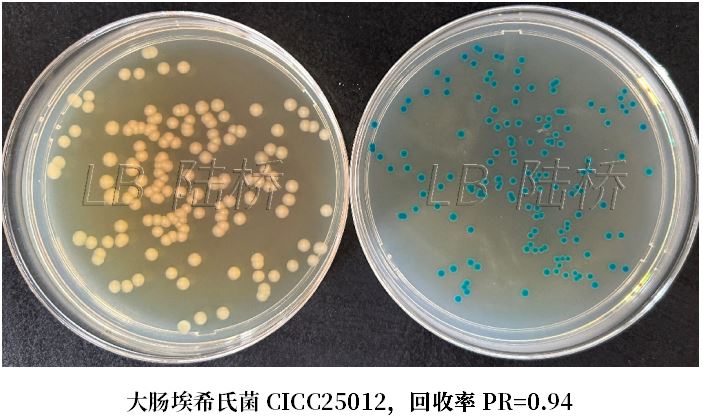GB 4789.38－2025《食品安全國(guó)家標(biāo)準(zhǔn)　食品微生物學(xué)檢驗(yàn)　大腸埃希氏菌計(jì)數(shù)》解讀