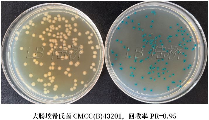 GB 4789.38－2025《食品安全國(guó)家標(biāo)準(zhǔn)　食品微生物學(xué)檢驗(yàn)　大腸埃希氏菌計(jì)數(shù)》解讀