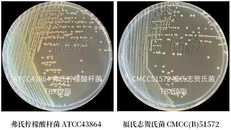 GB 4789.38－2025《食品安全國(guó)家標(biāo)準(zhǔn)　食品微生物學(xué)檢驗(yàn)　大腸埃希氏菌計(jì)數(shù)》解讀