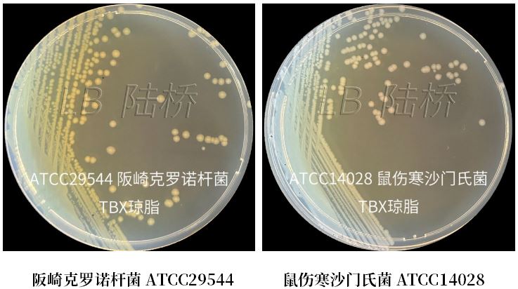 GB 4789.38－2025《食品安全國(guó)家標(biāo)準(zhǔn)　食品微生物學(xué)檢驗(yàn)　大腸埃希氏菌計(jì)數(shù)》解讀