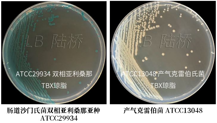 GB 4789.38－2025《食品安全國(guó)家標(biāo)準(zhǔn)　食品微生物學(xué)檢驗(yàn)　大腸埃希氏菌計(jì)數(shù)》解讀