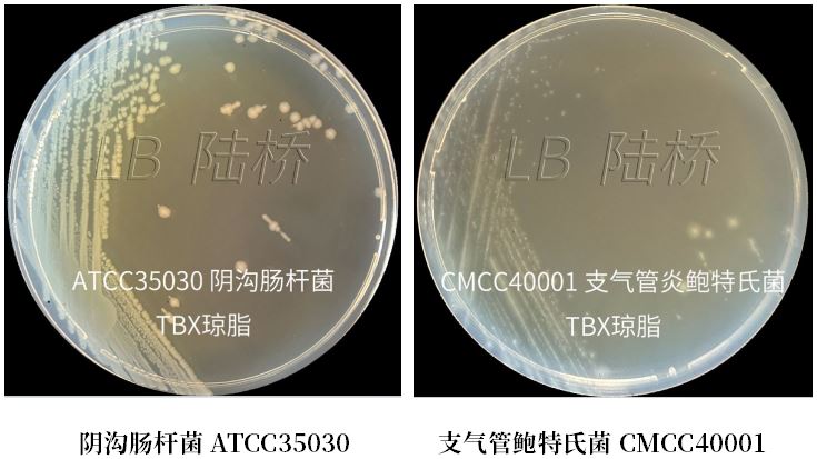 GB 4789.38－2025《食品安全國(guó)家標(biāo)準(zhǔn)　食品微生物學(xué)檢驗(yàn)　大腸埃希氏菌計(jì)數(shù)》解讀