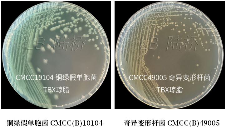 GB 4789.38－2025《食品安全國(guó)家標(biāo)準(zhǔn)　食品微生物學(xué)檢驗(yàn)　大腸埃希氏菌計(jì)數(shù)》解讀
