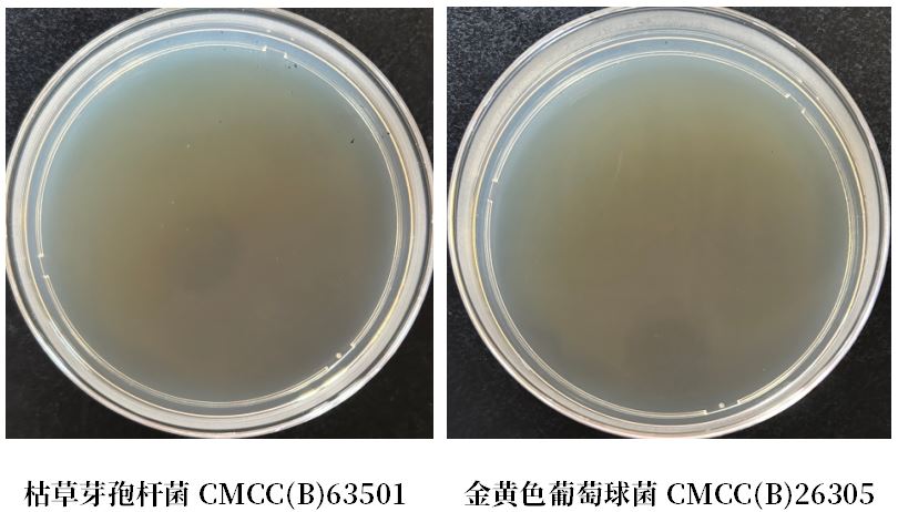GB 4789.38－2025《食品安全國(guó)家標(biāo)準(zhǔn)　食品微生物學(xué)檢驗(yàn)　大腸埃希氏菌計(jì)數(shù)》解讀