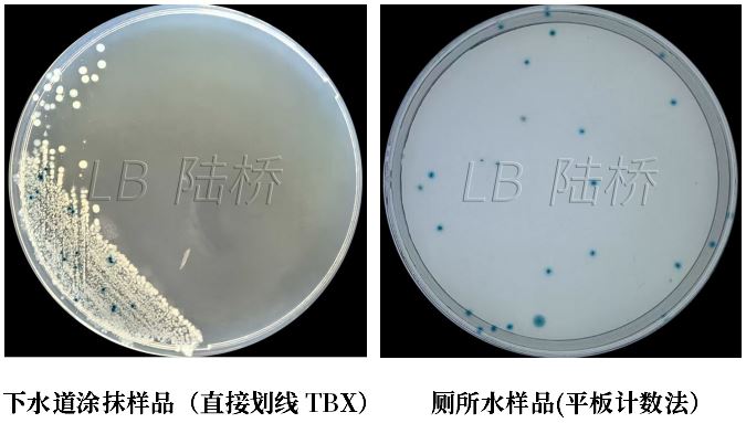 GB 4789.38－2025《食品安全國(guó)家標(biāo)準(zhǔn)　食品微生物學(xué)檢驗(yàn)　大腸埃希氏菌計(jì)數(shù)》解讀